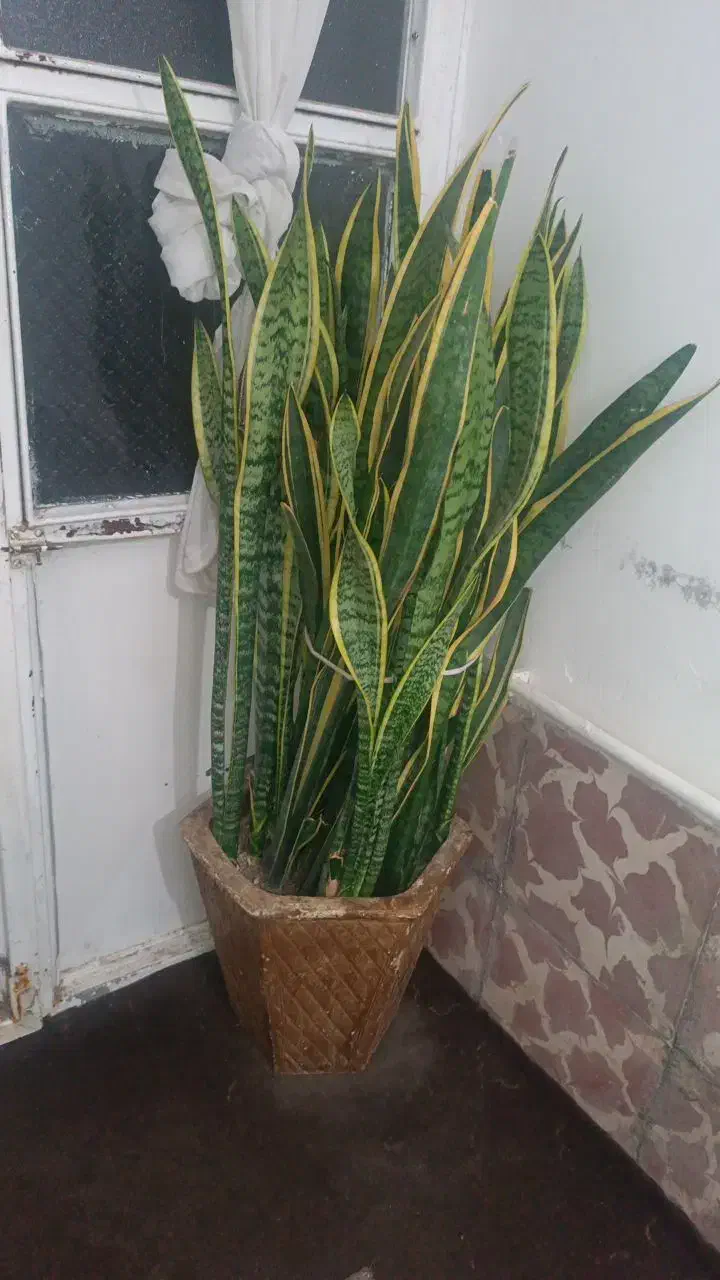 گل سانس زرد|گل و گیاه طبیعی|اردبیل, |دیوار