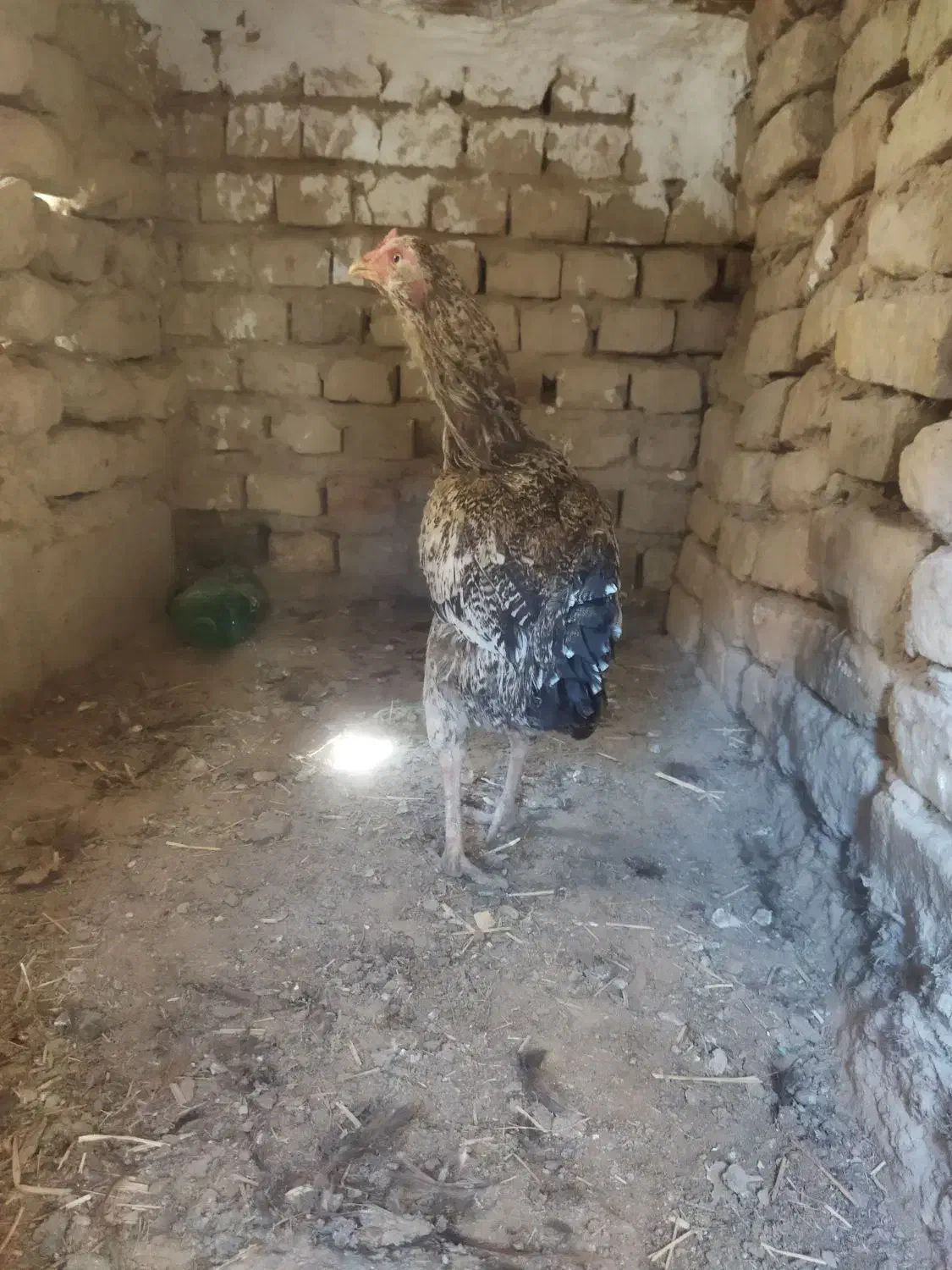 مرغ|حیوانات مزرعه|سراوان, |دیوار