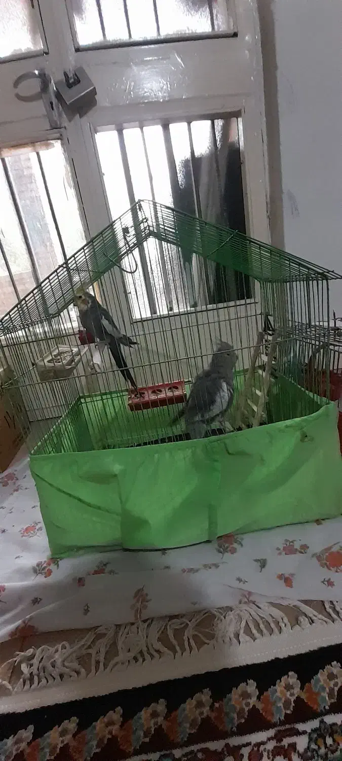 عروس هلندی و مرغ عشق|پرنده|دزفول, |دیوار