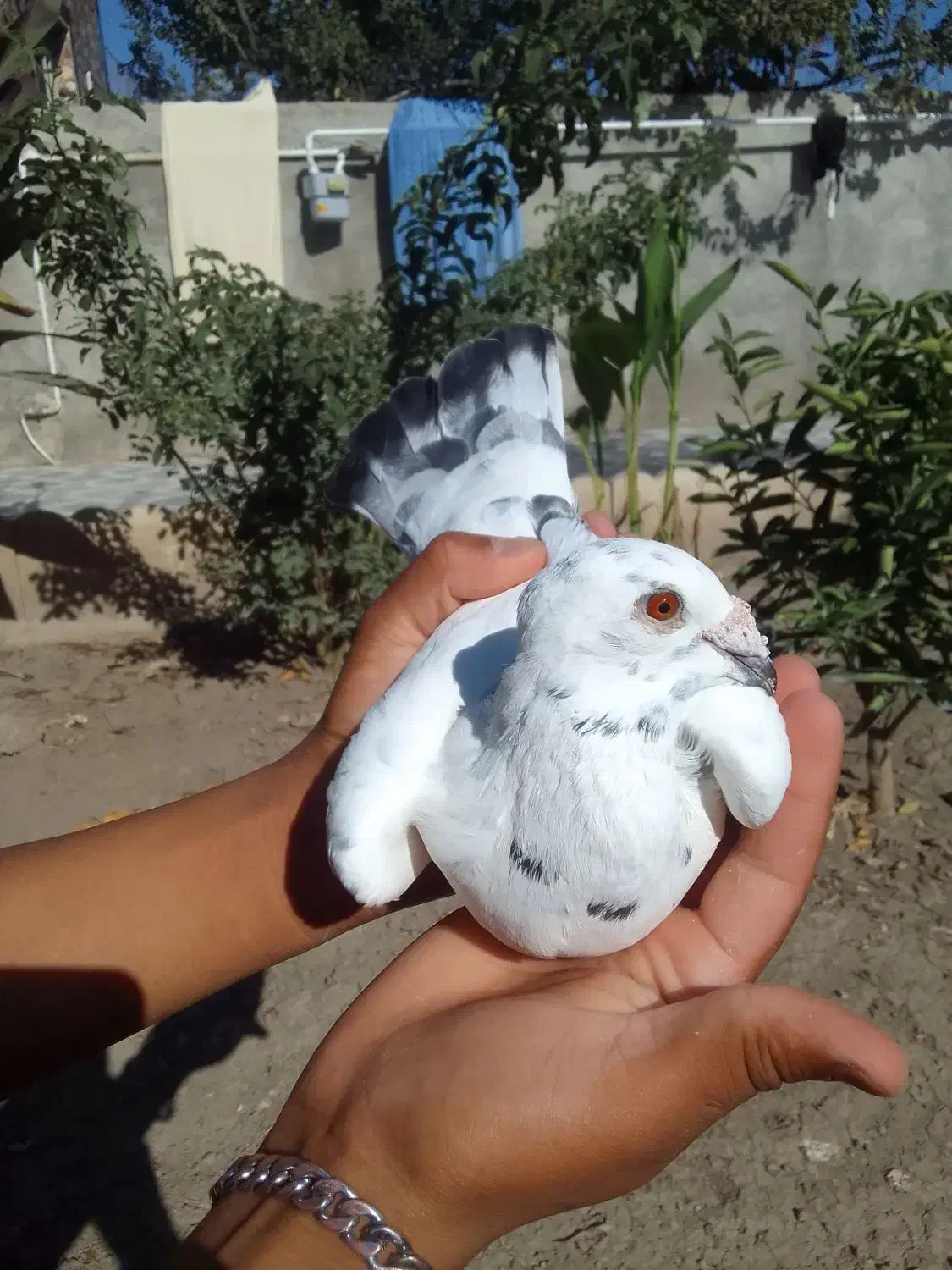 کبوتر جفتکاهی|پرنده|گالیکش, |دیوار