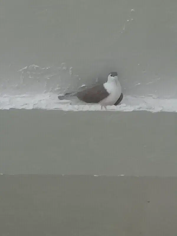 کبوتر|پرنده|خوسف, |دیوار