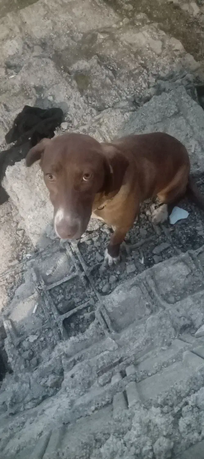 سگ توله قهوه ی|سگ|اطاقور, |دیوار