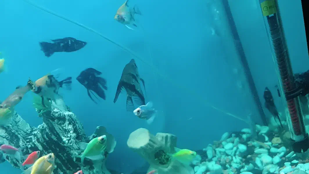 ماهی انجل|ماهی|قم, صدوق|دیوار