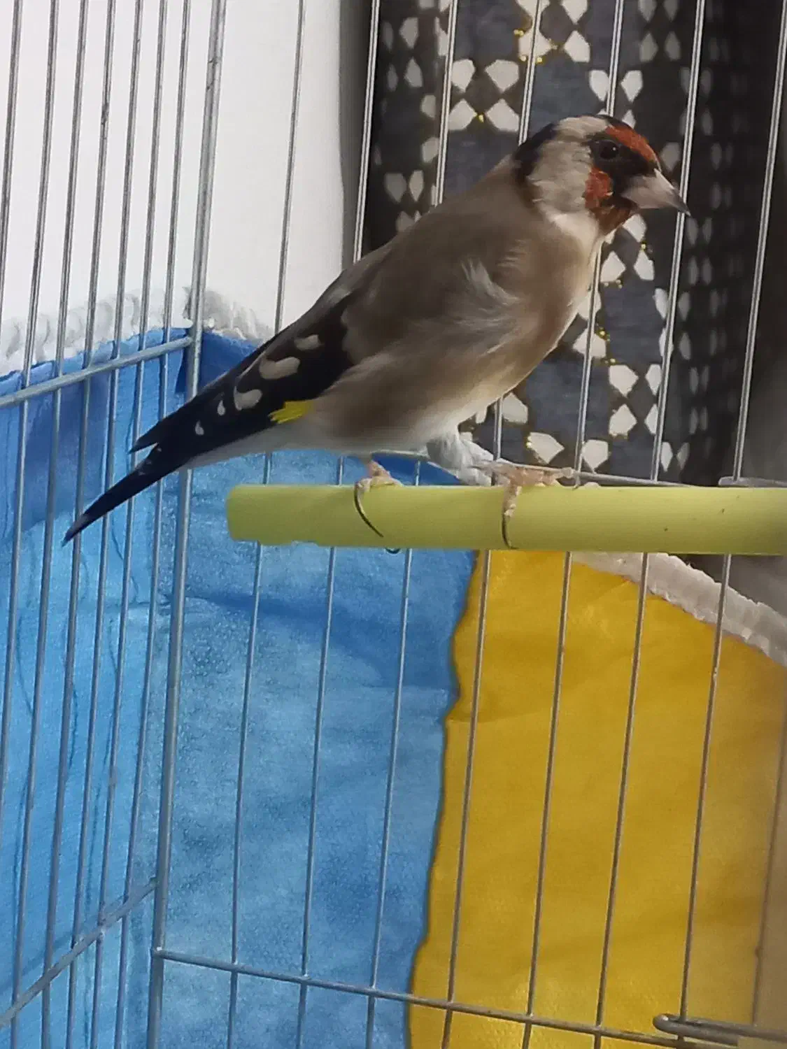 سهره چهارگل نر ۳سال قفس|پرنده|مشهد, شهید بصیر|دیوار