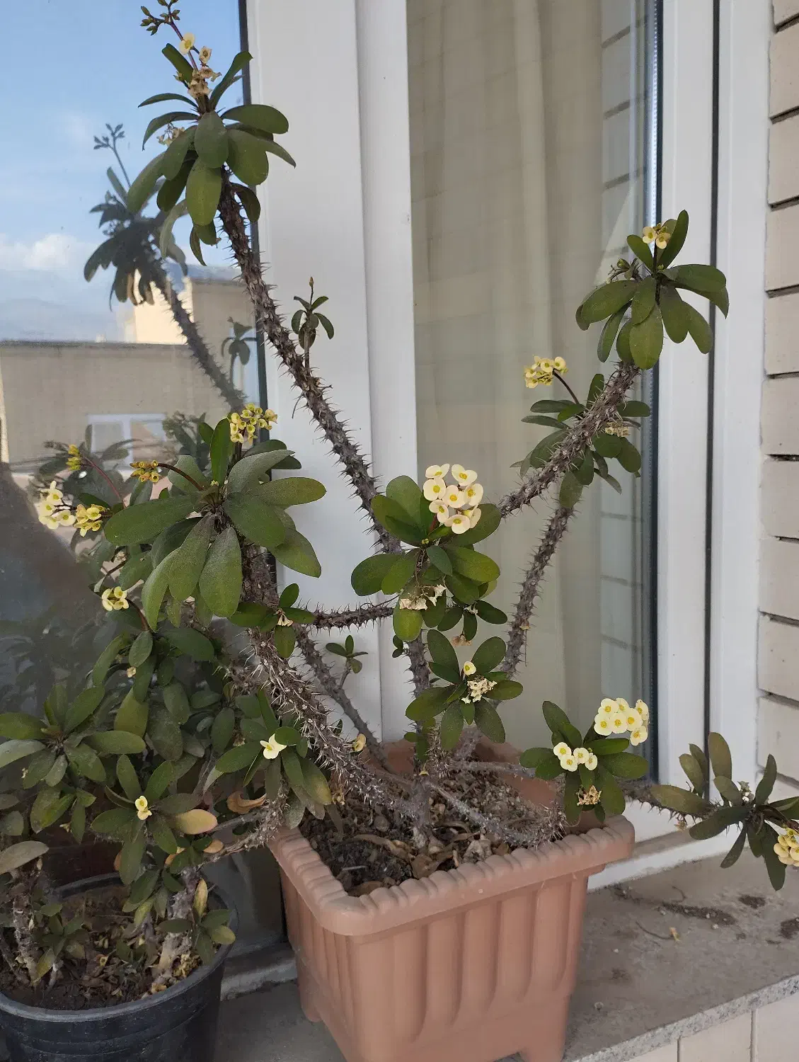 فروش گل|گل و گیاه طبیعی|مشگین شهر, |دیوار