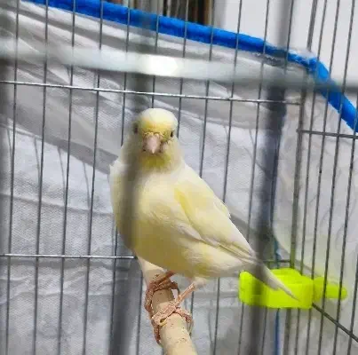 قناری ماده موزاییکی|پرنده|مسجد سلیمان, |دیوار