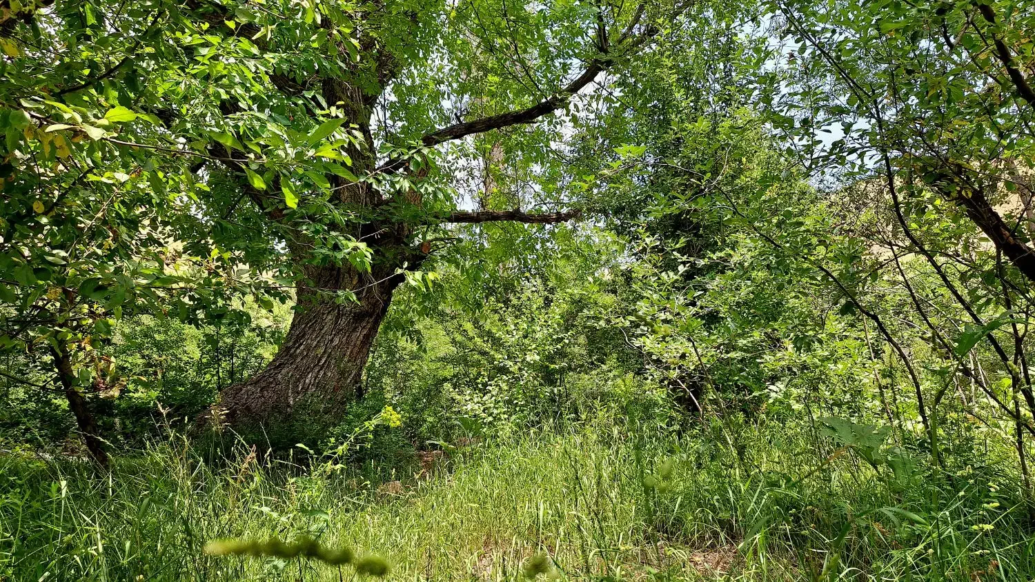 زمین سنددار ۴۰۰ متری در جاده چالوس شهرستانک)|فروش زمین و ملک کلنگی|تهران, دربند|دیوار