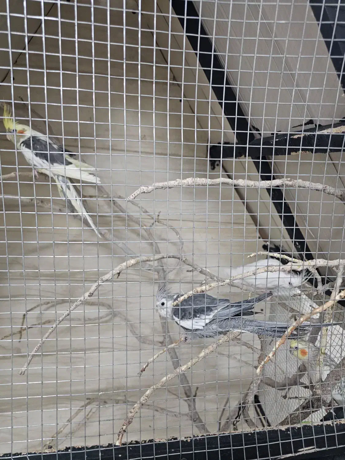 عروس با کلبه|پرنده|اردکان, |دیوار