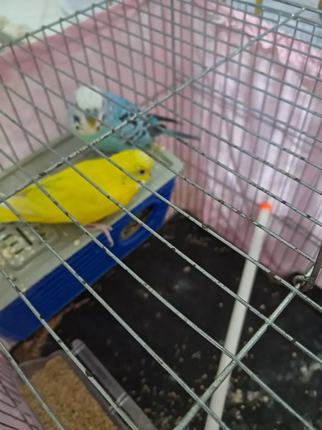 طوطی برزیلی مرغ عشق جفت|پرنده|پاکدشت, پاکدشت (مامازند)|دیوار