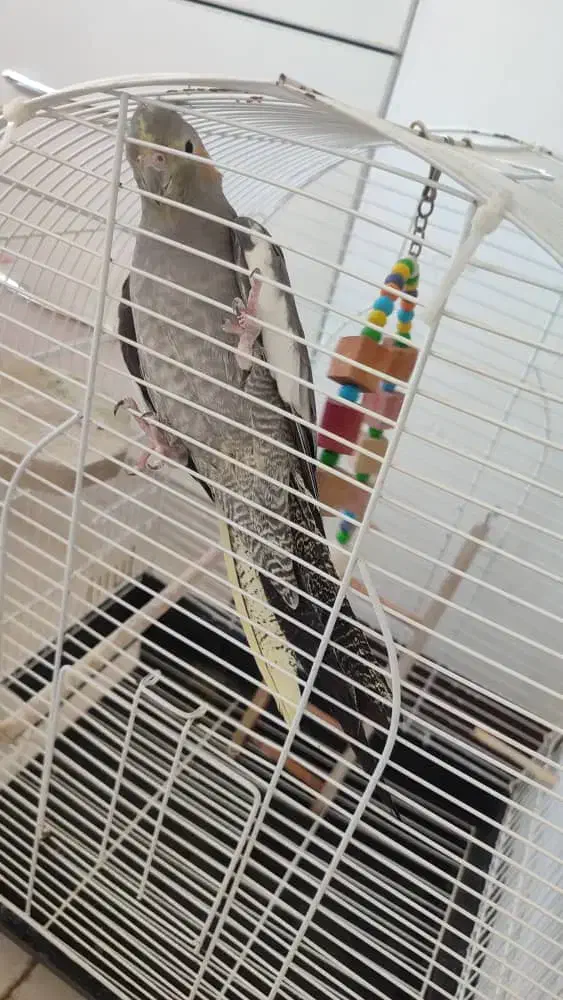 عروس هلندی|پرنده|باغستان, |دیوار