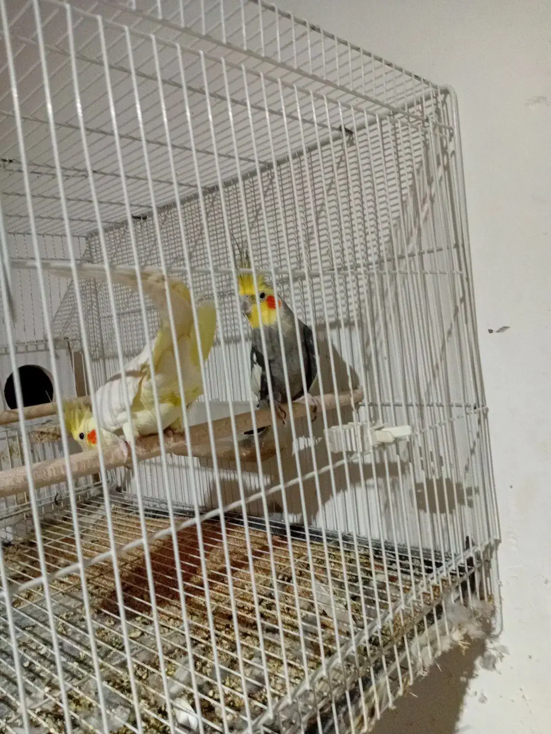 عروس هلندی جفت|پرنده|تربت جام, جامرود|دیوار