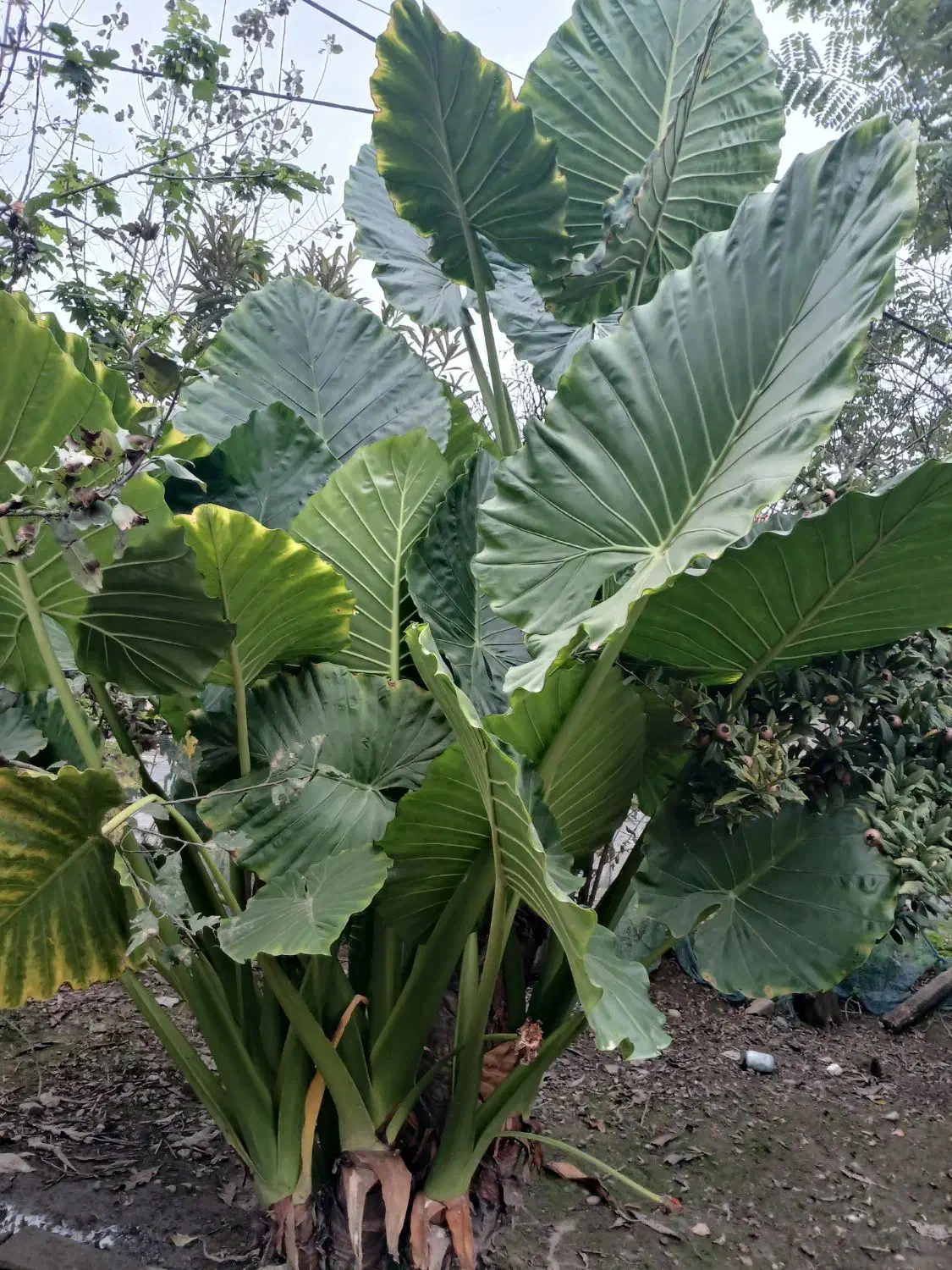 گل باباآدم|گل و گیاه طبیعی|آستانه اشرفیه, |دیوار