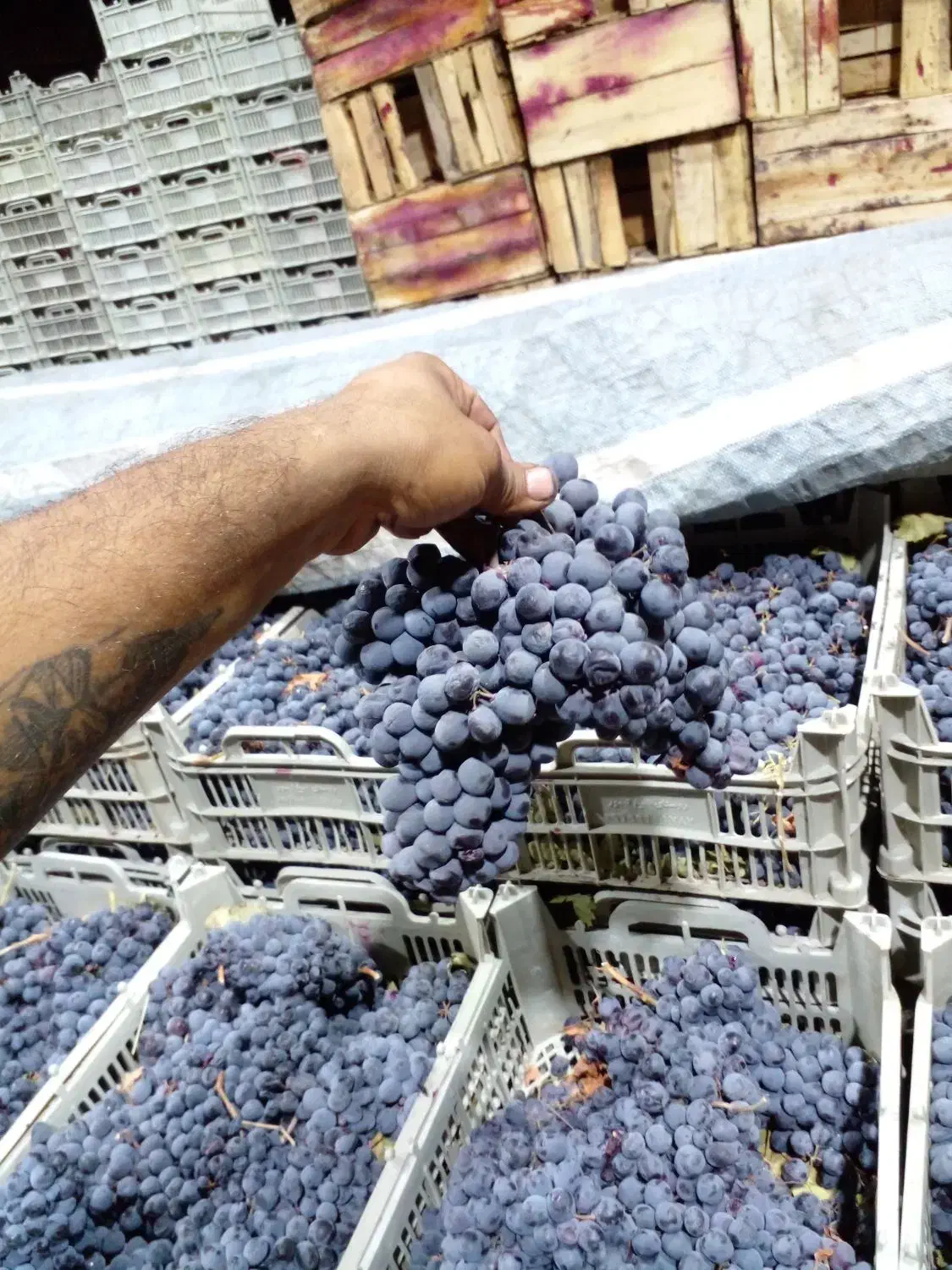 انگور دیمی سردشت درجه یک|خوردنی و آشامیدنی|تهران, میدان میوه و تره‌بار مرکزی|دیوار