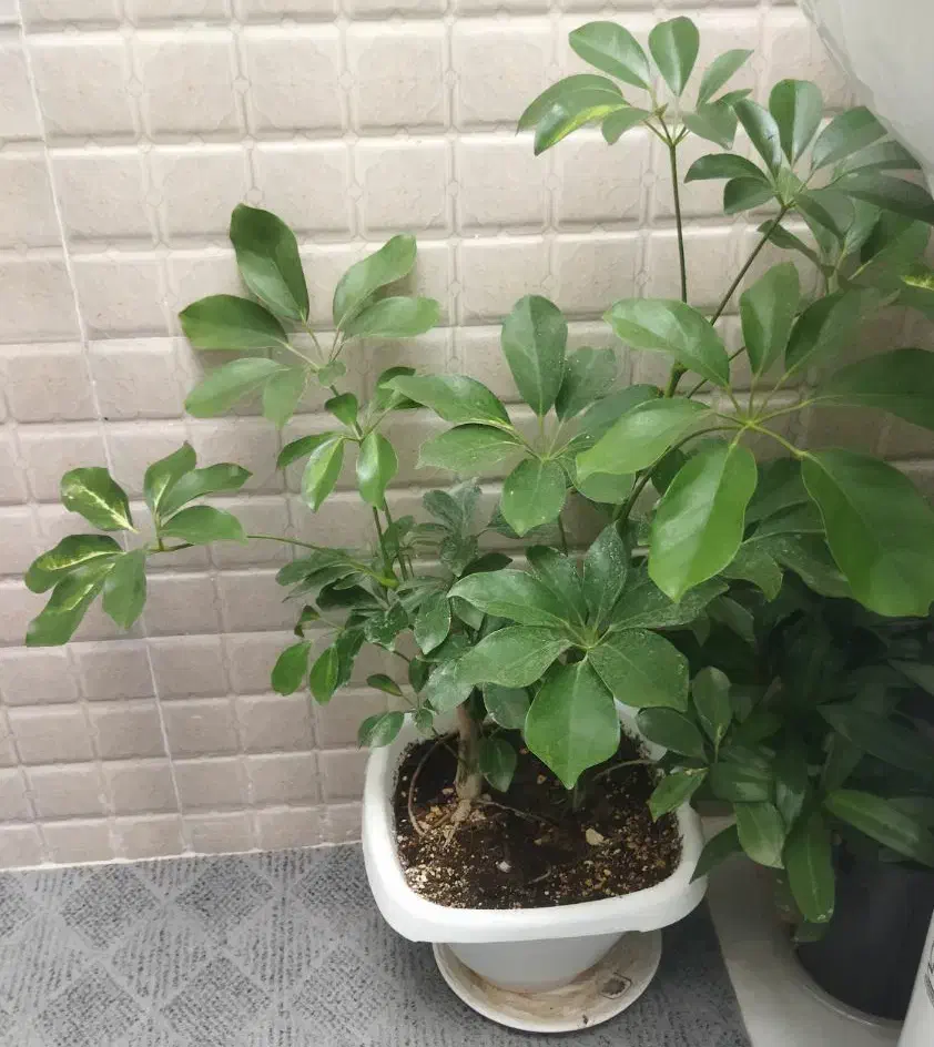 گل طبیعی|گل و گیاه طبیعی|آباده, |دیوار