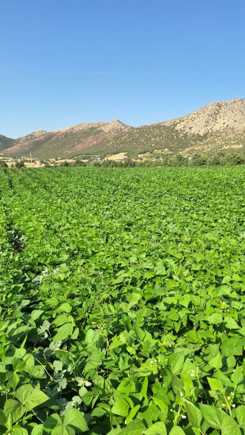 لوبیا چیتی در جه یک و پاکوتاه|خوردنی و آشامیدنی|مریوان, |دیوار