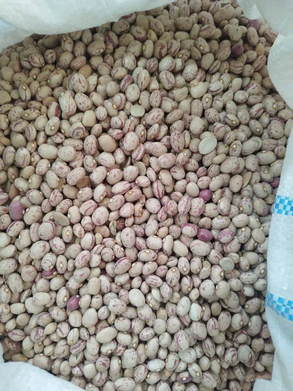 لوبیا چیتی|عمده‌فروشی|پاسارگاد, |دیوار