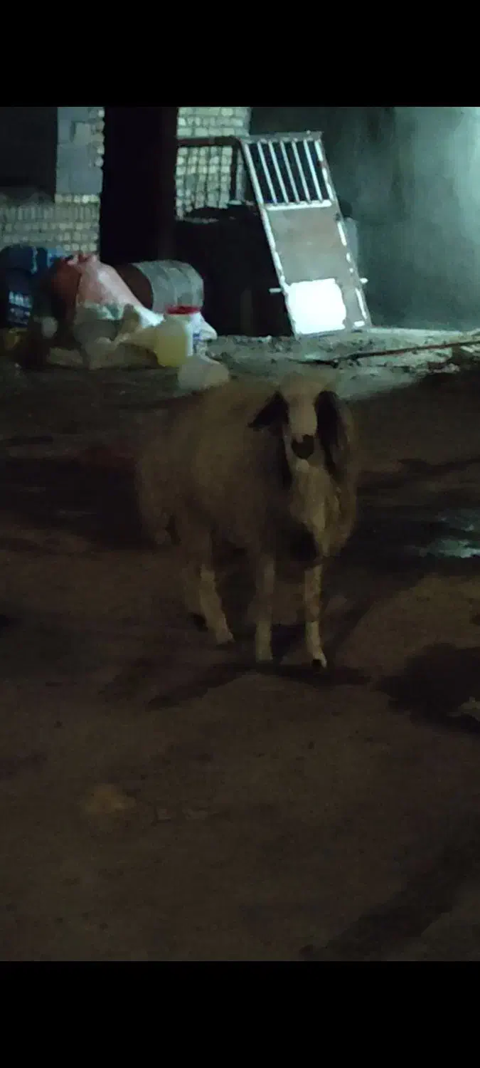 قوچ بذری درجه یک|حیوانات مزرعه|قوچان, |دیوار