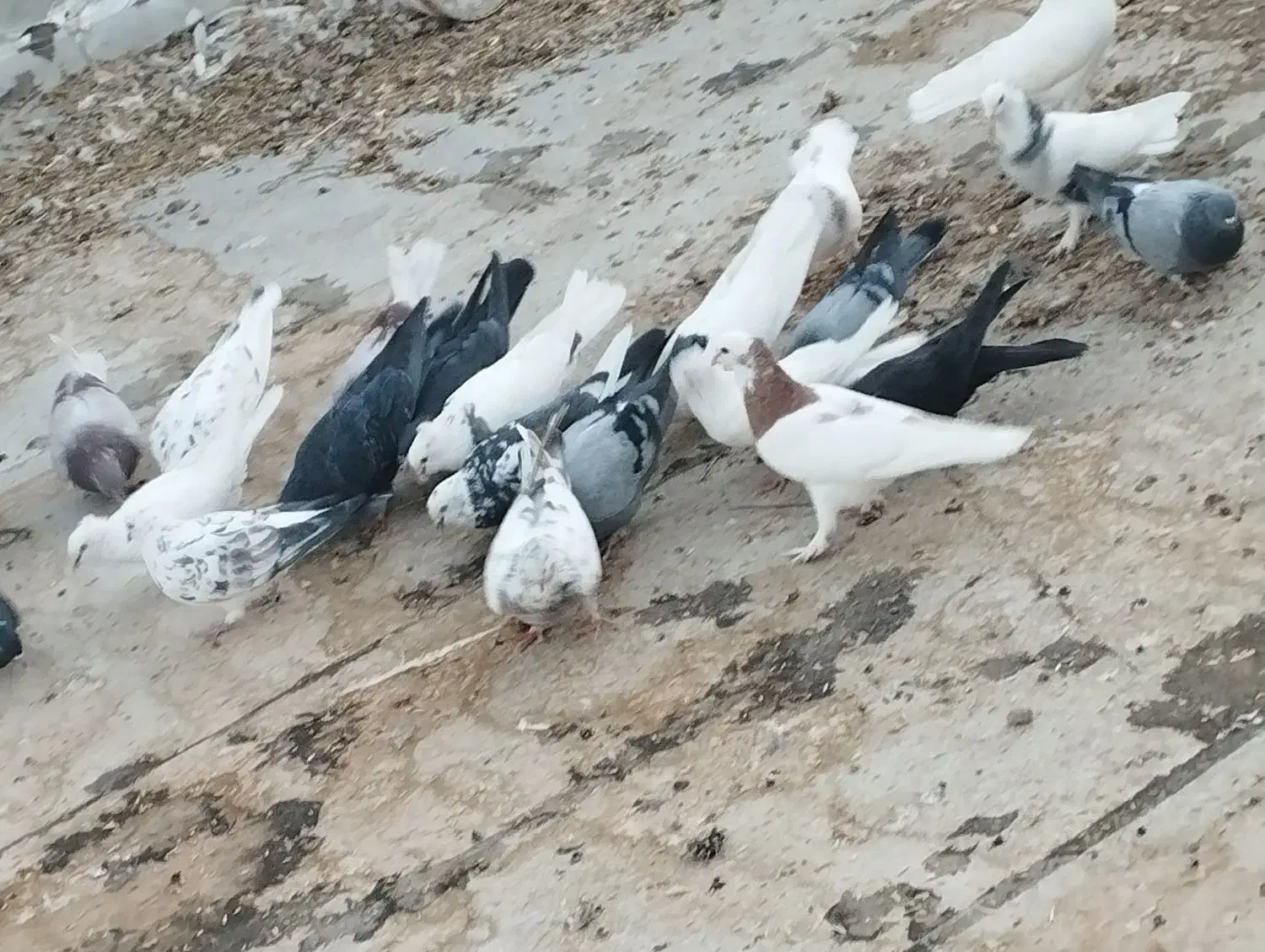 کبوتر|پرنده|جونقان, |دیوار