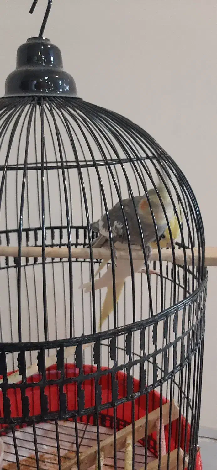 عروس هلندی جفت|پرنده|مشهد, رستگار|دیوار