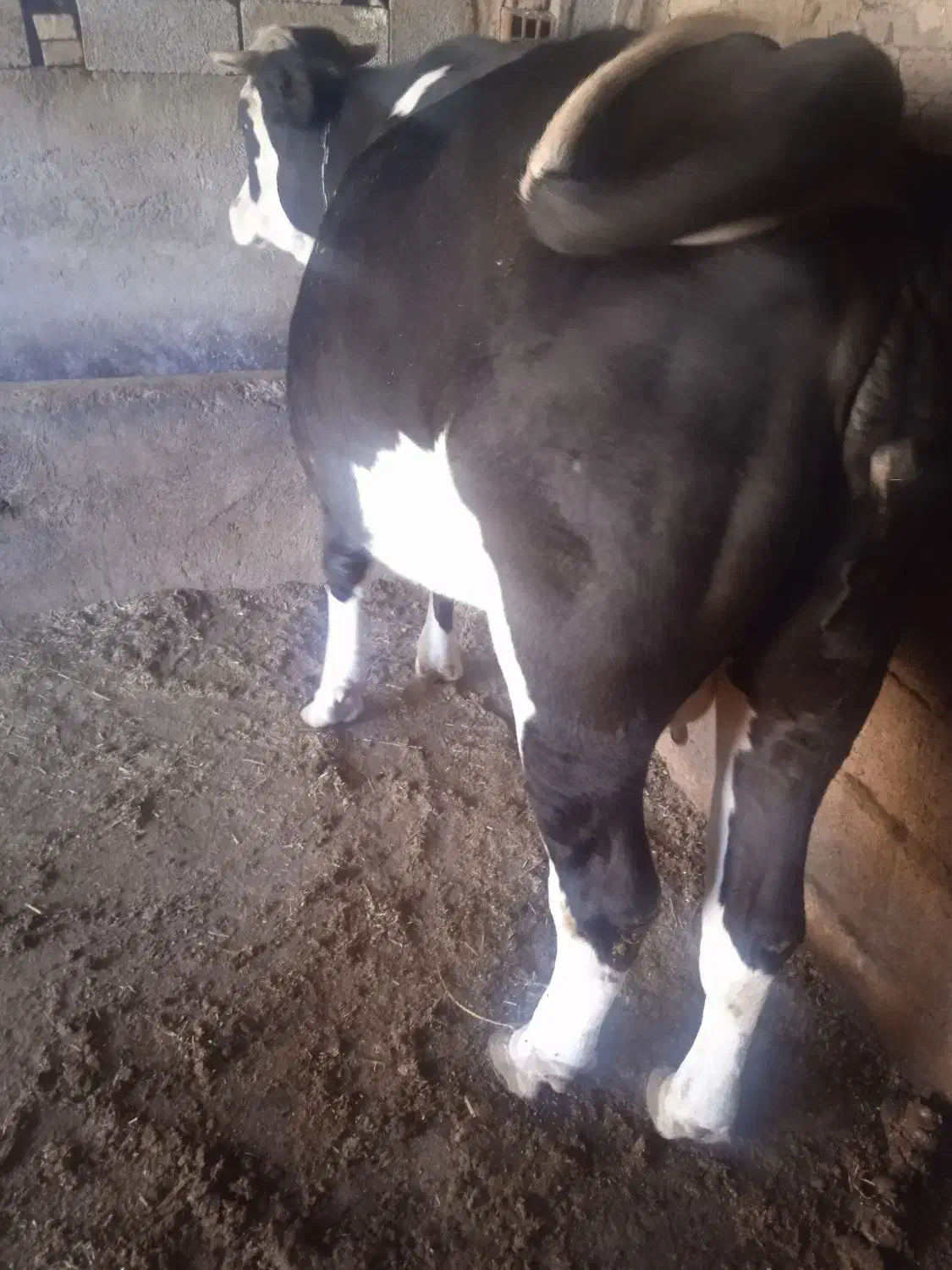 گاو سمینتال|حیوانات مزرعه|بیله سوار, |دیوار