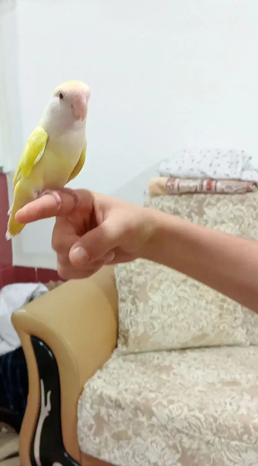 طوطی برزیلی دستی|پرنده|پیرانشهر, |دیوار