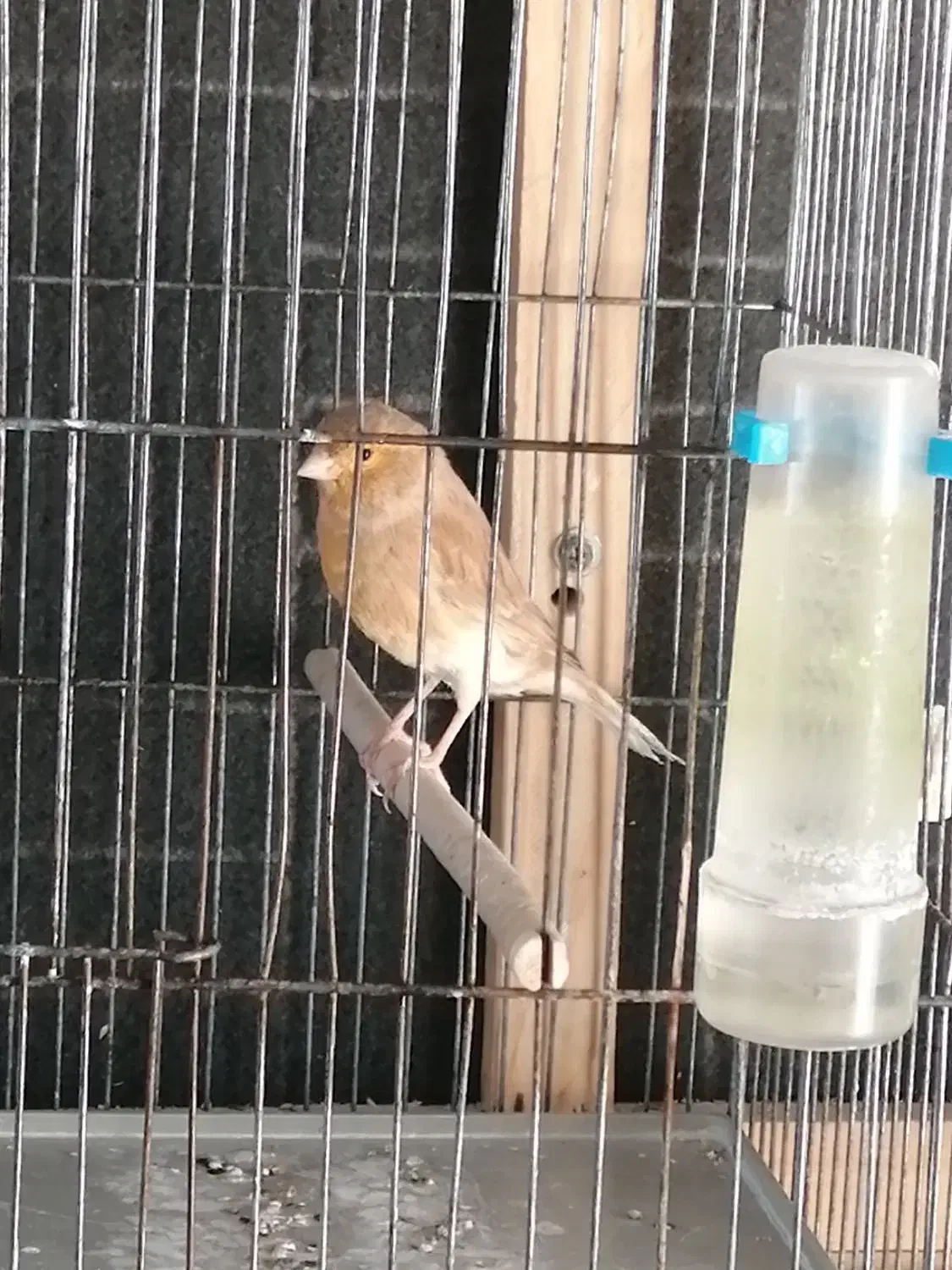 قناری نر|پرنده|شیراز, سلطان آباد|دیوار