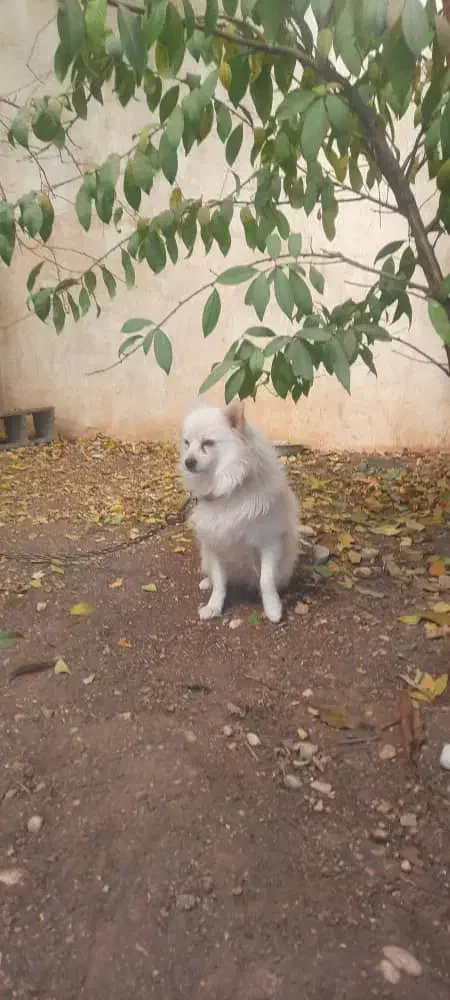 سگ ماده|سگ|یاسوج, |دیوار