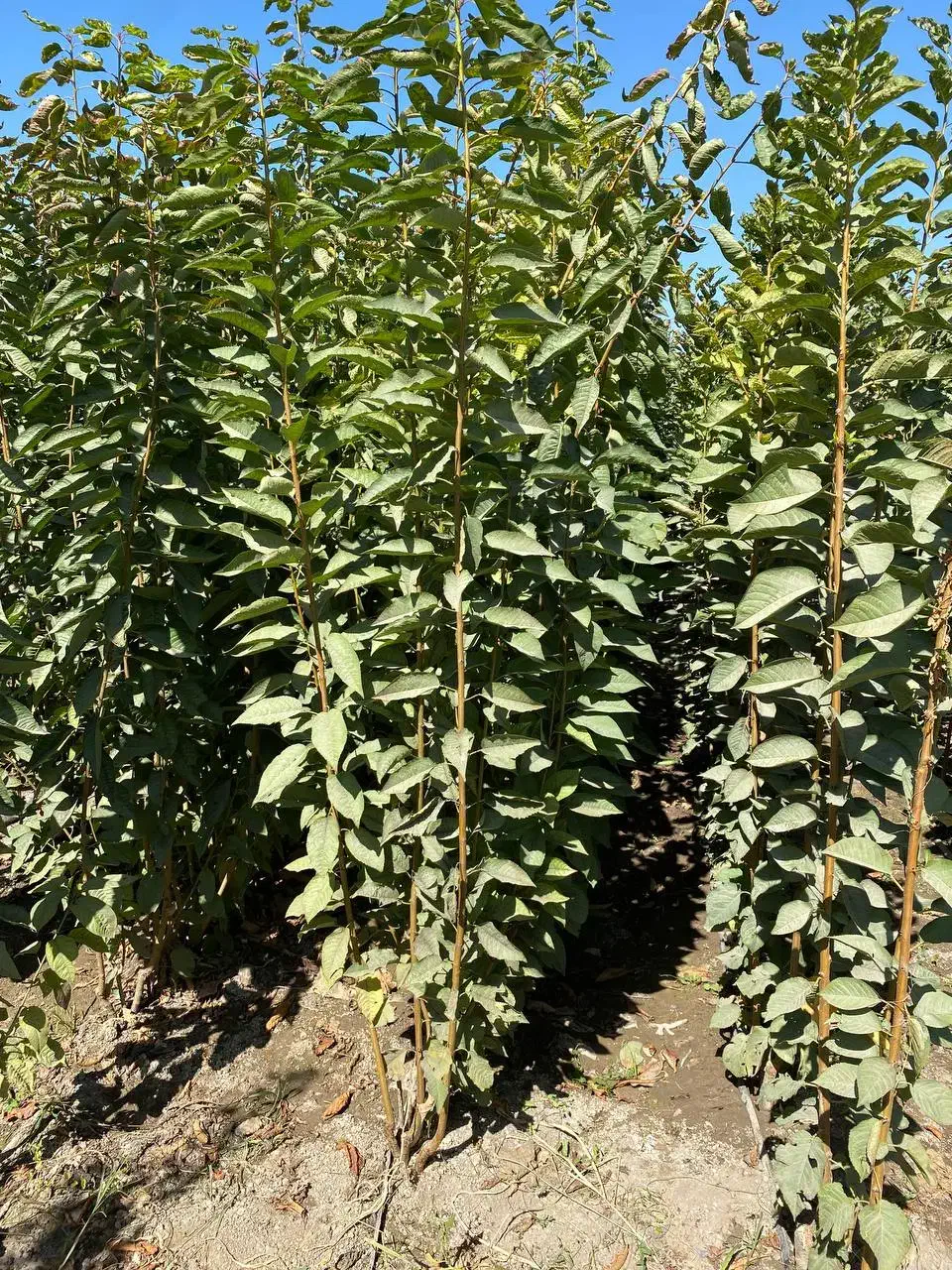 نهال بادام و گردو دیر گل|خدمات باغبانی و درختکاری|شهرکرد, |دیوار