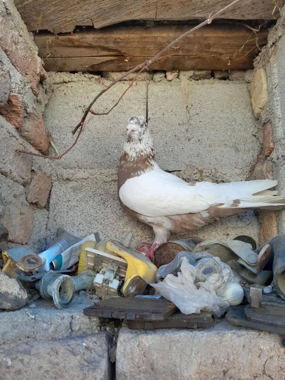 کفتر دوشی ساری|پرنده|اردبیل, |دیوار