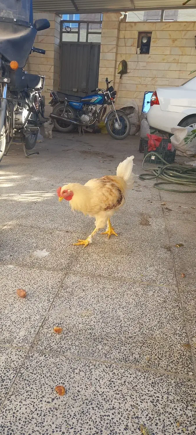 با سلام خدمت دوستان عزیز دو عدد خروس زینتی فروشی|حیوانات مزرعه|اردکان, |دیوار