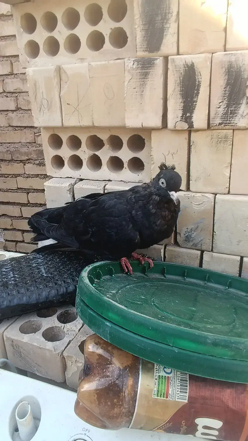 کفتر زاغ و پلاکی|پرنده|خرمشهر, |دیوار