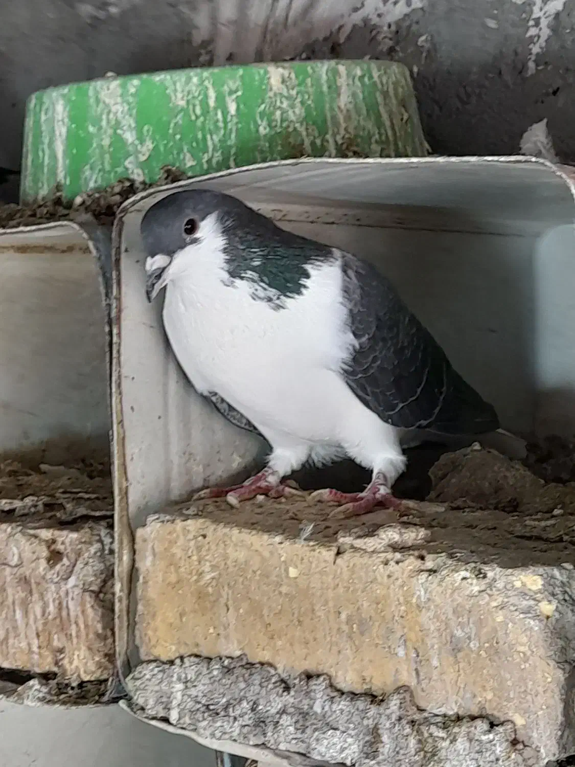 یک جفت دمگیر خوشگل دونسته|پرنده|مبارکه, |دیوار