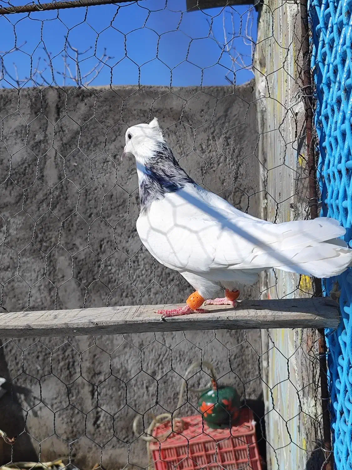 کبوتر طوقی|پرنده|بوئین زهرا, |دیوار