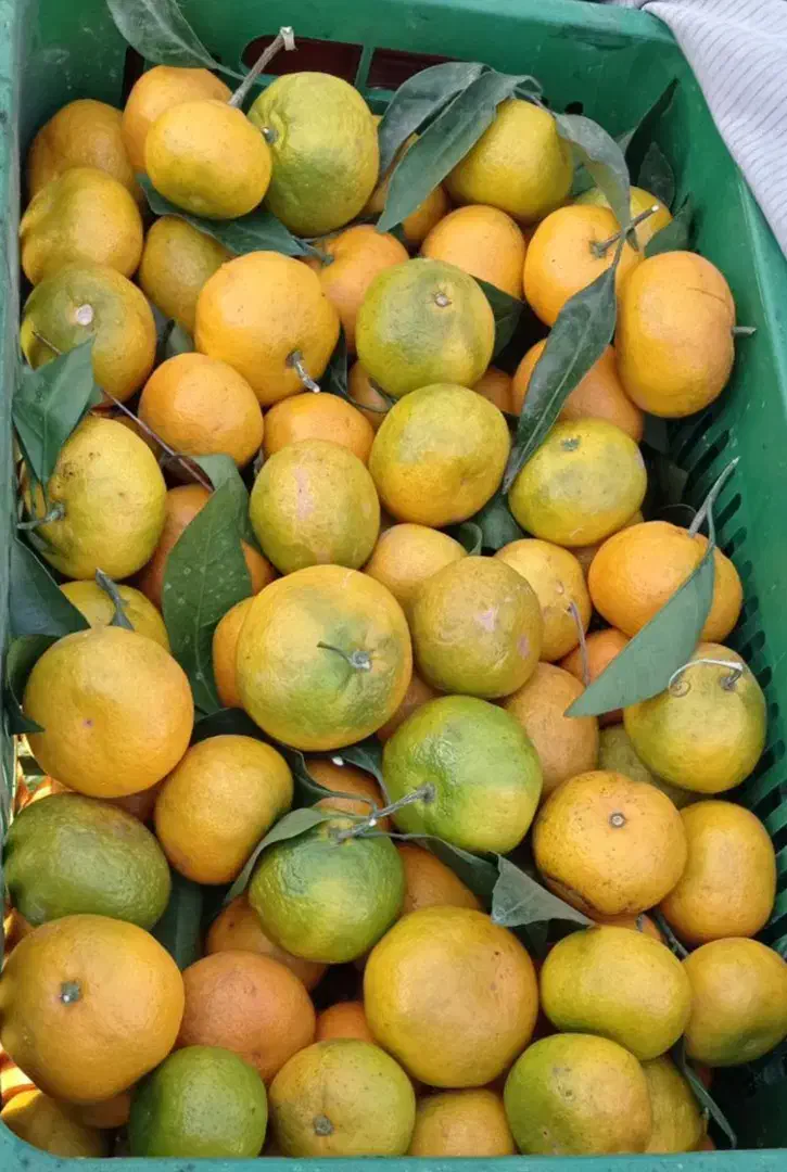 نارنگی شیرین|خوردنی و آشامیدنی|واجارگاه, |دیوار