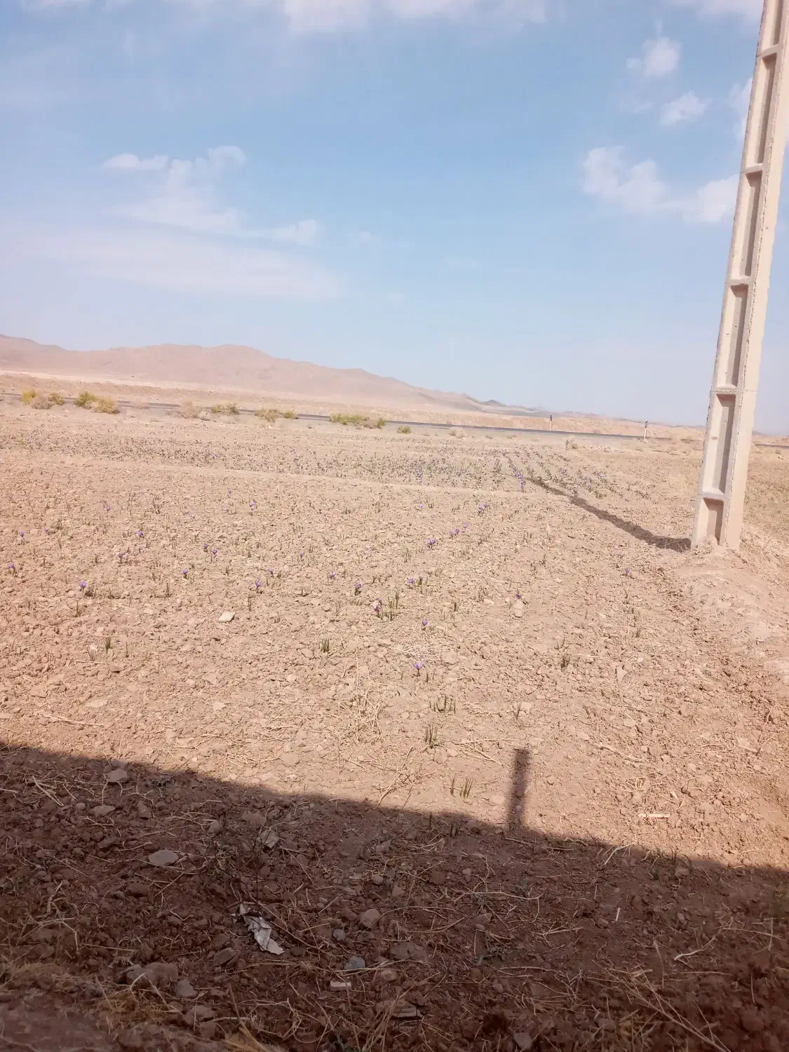 زمین کشاورزی با موقعیت عالی|فروش دفتر صنعتی، کشاورزی، تجاری|قائن, |دیوار