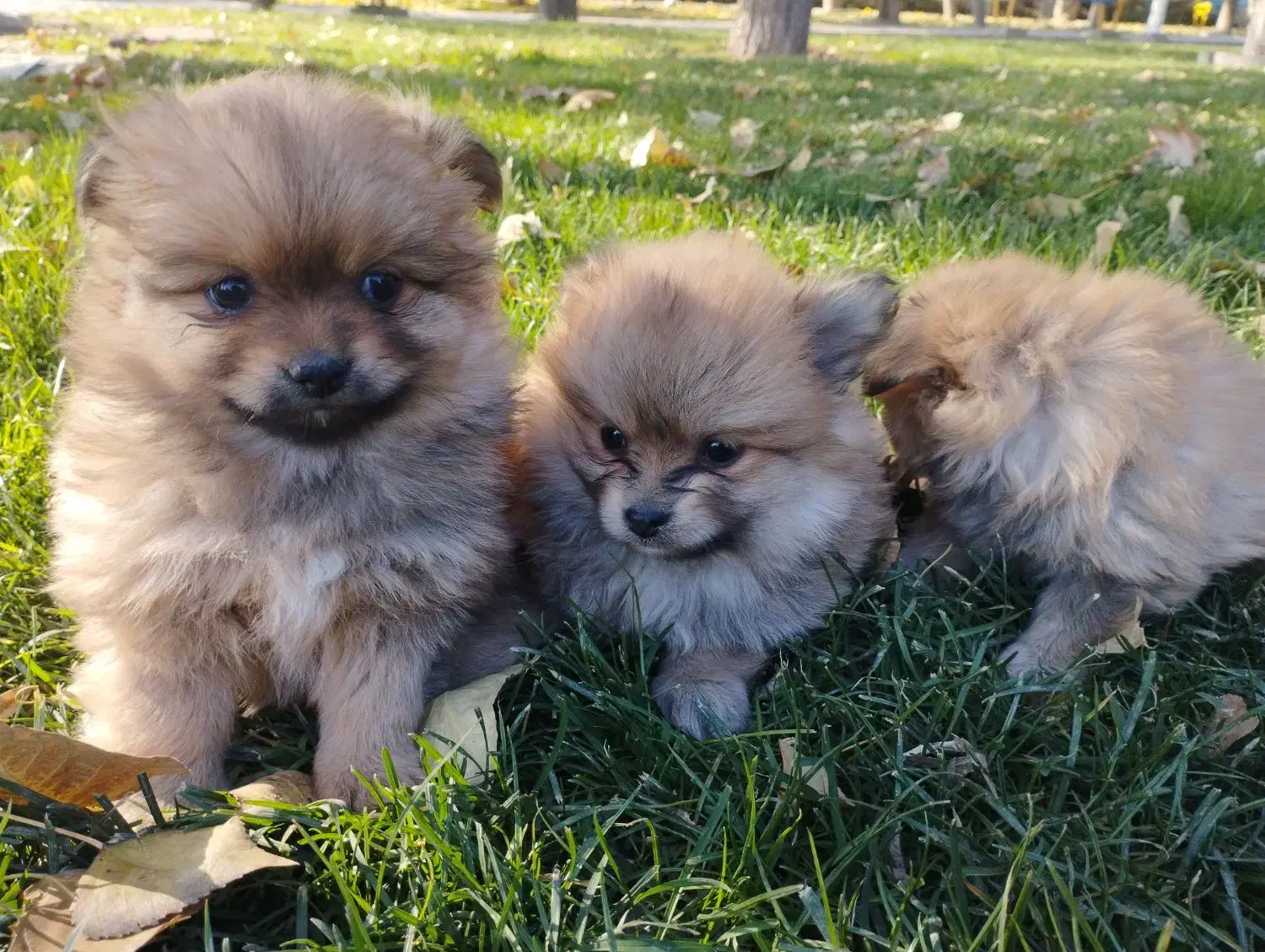 پارمین پرتغالی|سگ|مشهد, حضرت حجت|دیوار