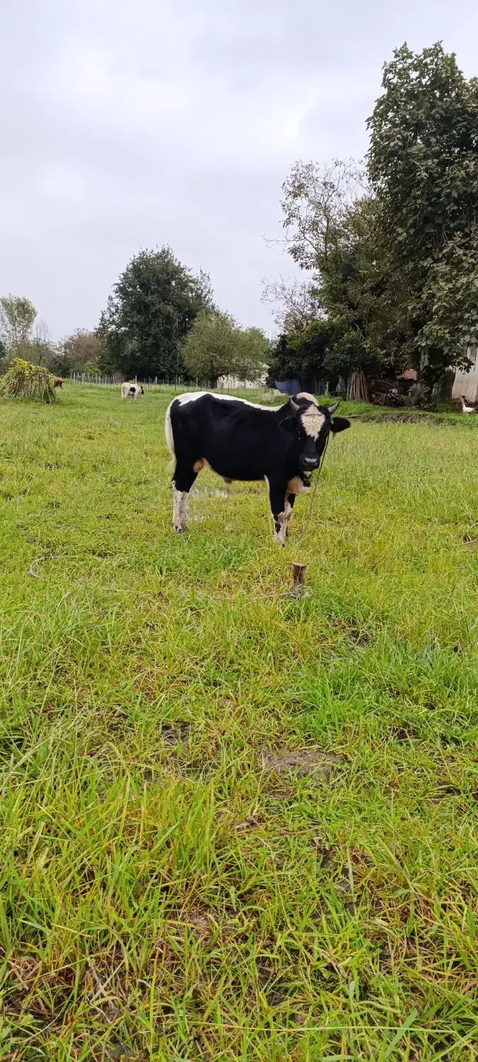 ورزا فروشی|حیوانات مزرعه|گوراب زرمیخ, |دیوار