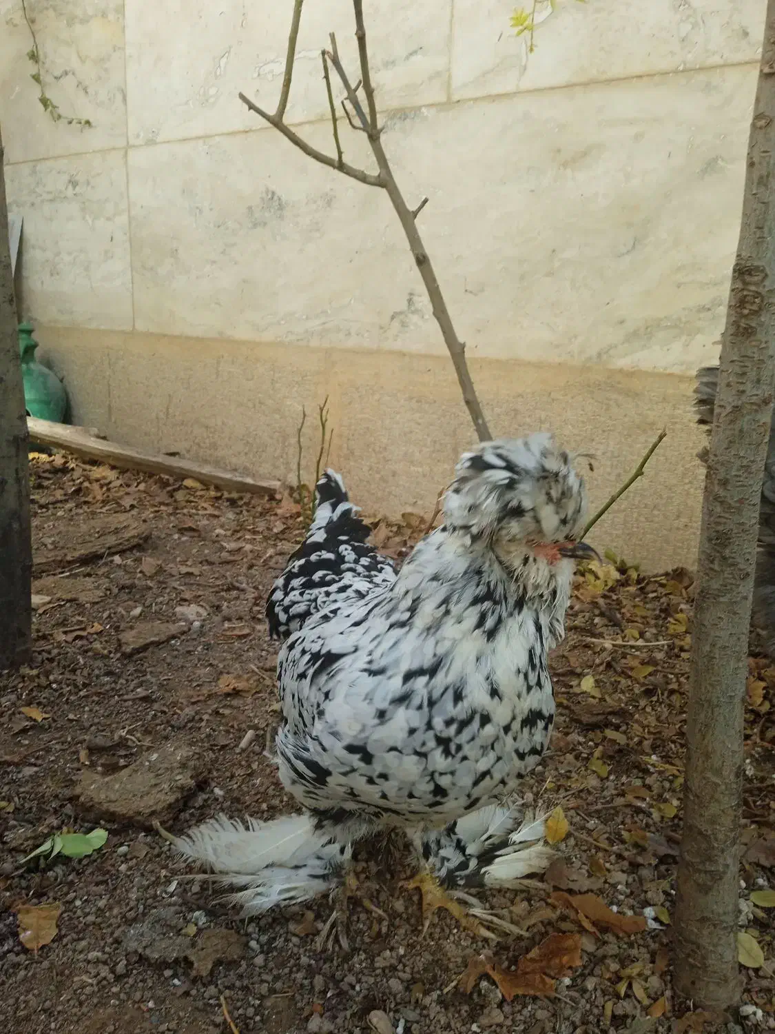 ۲عدد مرغ تخم گذار .۱برهما.۱ کاکل پاپر|حیوانات مزرعه|صدرا-فارس, فاز ۱|دیوار