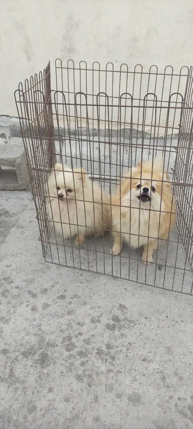 پامر خرسی عروسکی|سگ|بندرعباس, |دیوار