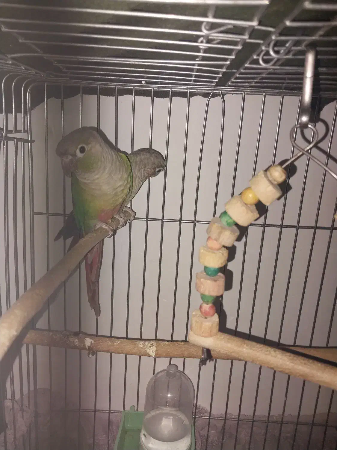 طوطی گرینچیک جفت|پرنده|سمنان, |دیوار