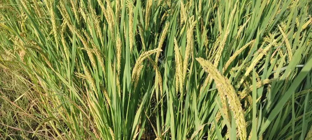 فروش شلتوک تناژ  بالا به تمام شهرستانیای عزیز|خوردنی و آشامیدنی|رشت, نظری|دیوار