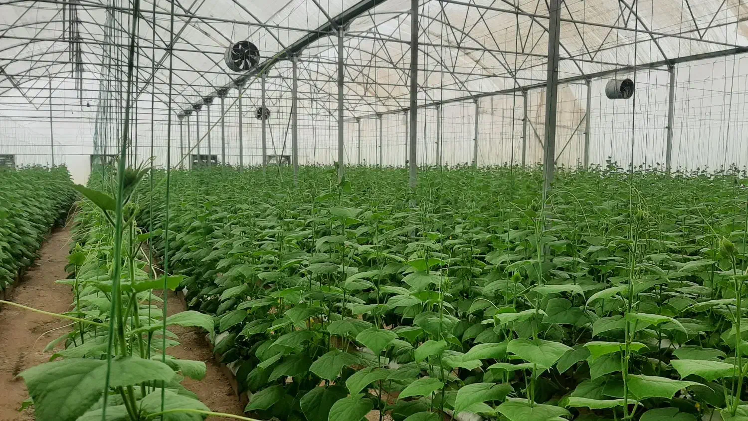 نیرو ماهر برای کار گلخانه سیفی جات|استخدام صنعتی، فنی، مهندسی|سلفچگان, |دیوار