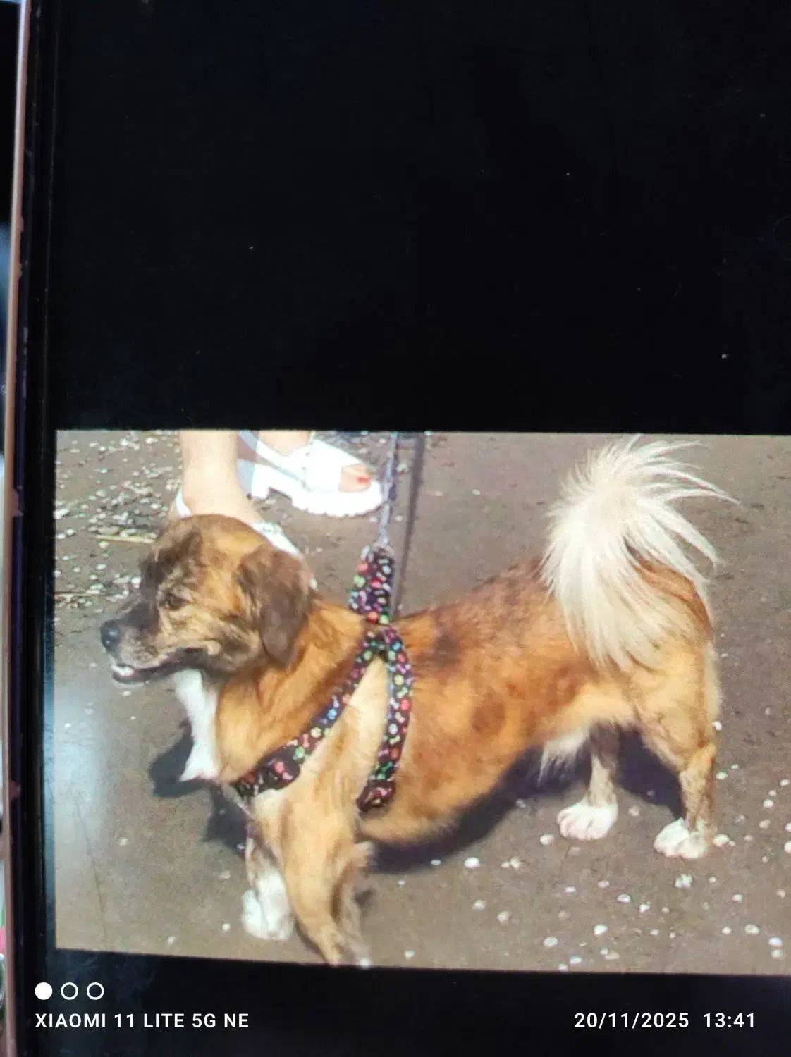 گمشده|حیوانات|قرچک, قشلاق جیتو|دیوار