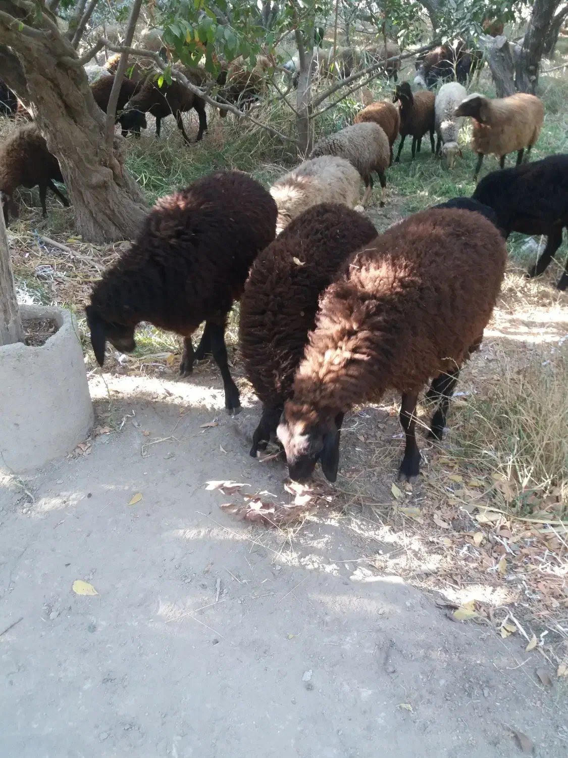 بره ریز دشتی.شهریار شهریار|حیوانات مزرعه|شهریار, رضی آباد بالا|دیوار