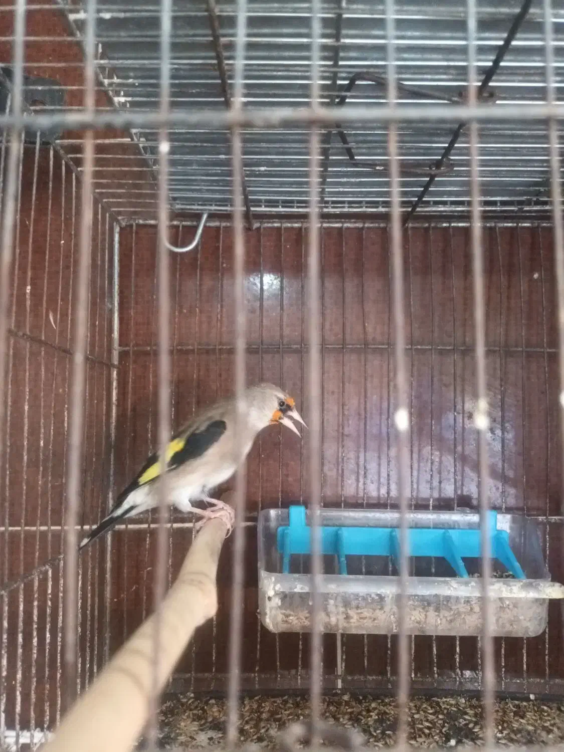 سهره|پرنده|ایذه, |دیوار