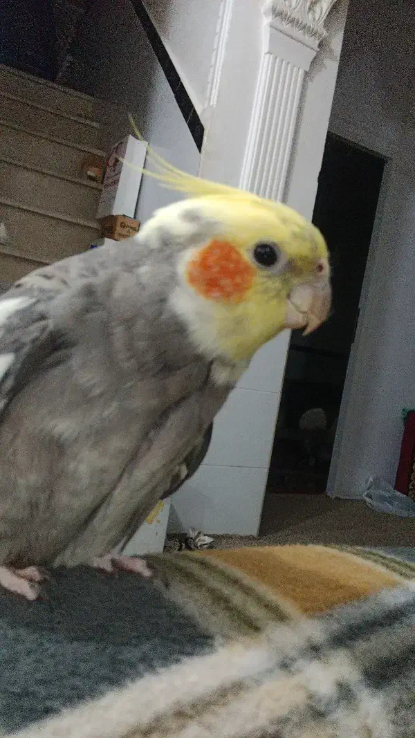 عروس هلندی گمشده|پرنده|برازجان, |دیوار