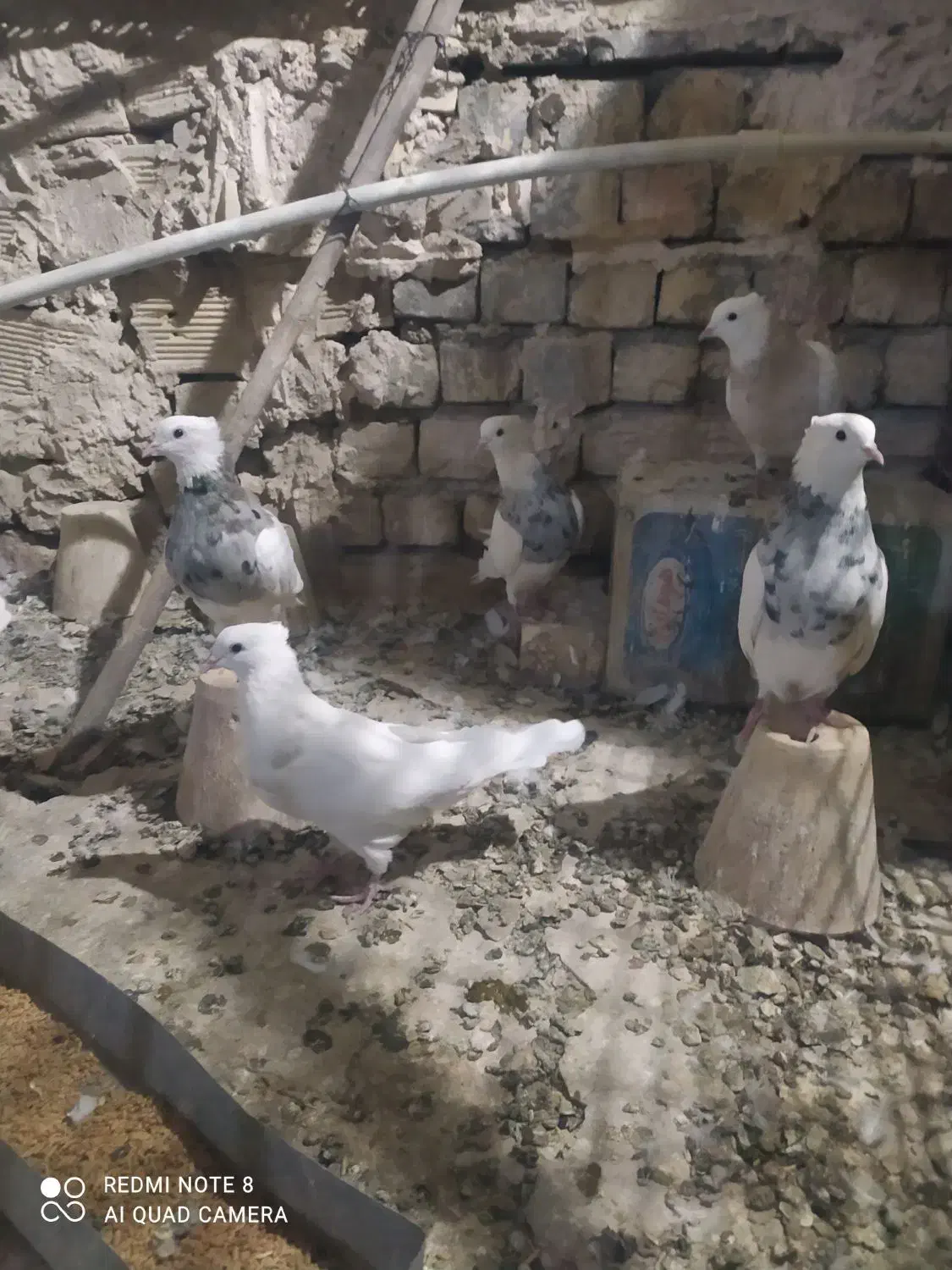 طوقی|پرنده|رودشت (اصفهان), |دیوار