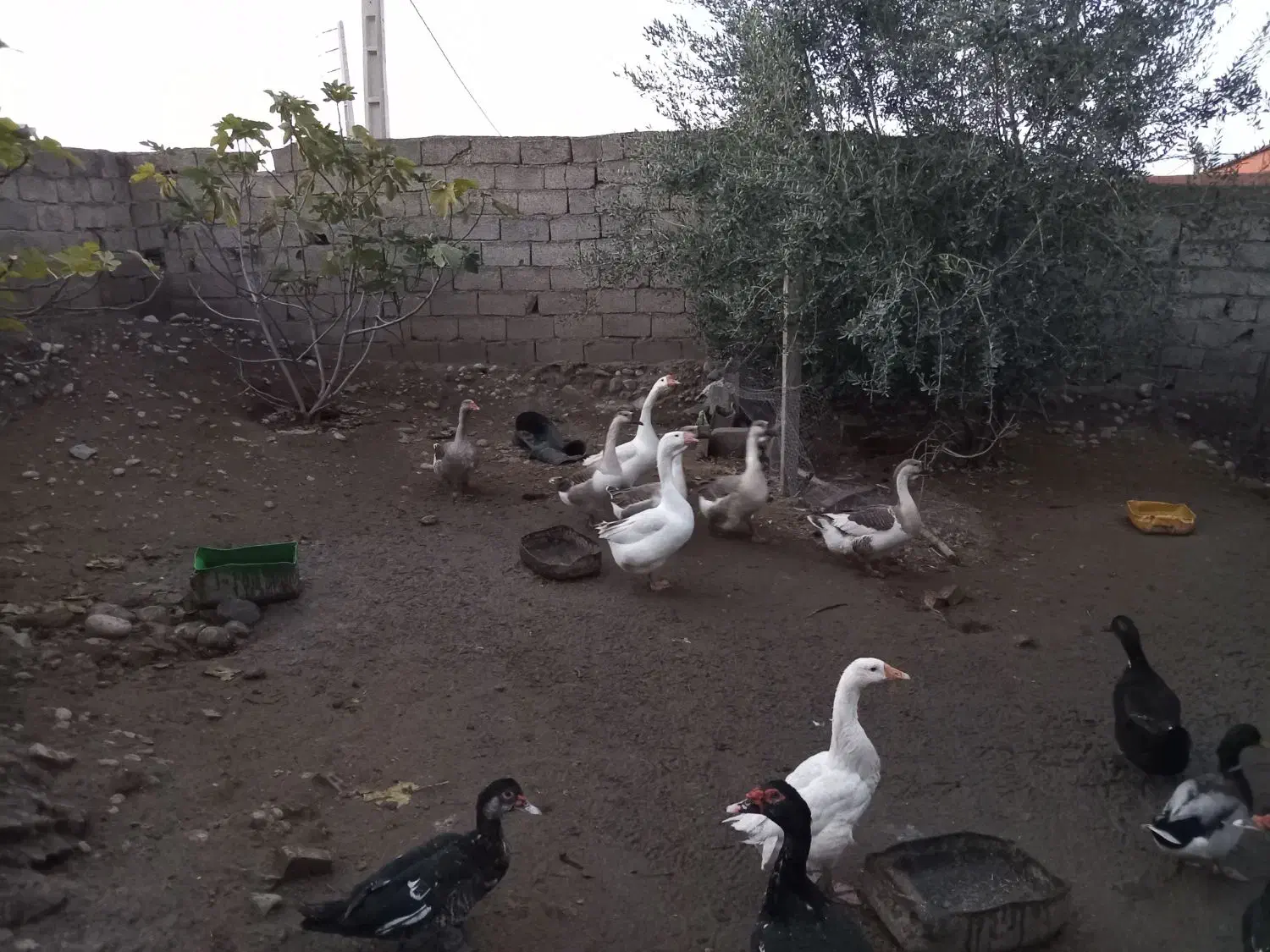 اردک وغو غاز|حیوانات مزرعه|علی‌آباد کتول, |دیوار