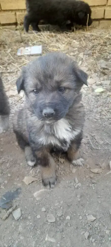 توله اصیل قدرجونی نروماده|سگ|ابهر, |دیوار