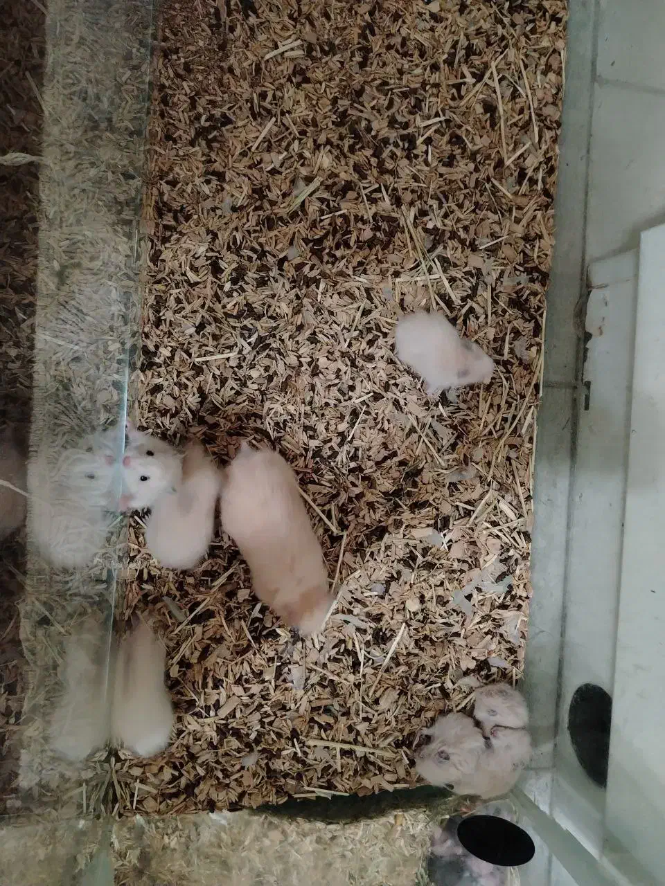 همستر و آکواریم|موش و خرگوش|نجف‌آباد, هفده شهریور|دیوار